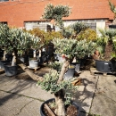 Olivenbaum "Olea Europaea" (Nr.7) Tellerschnitt 200cm hoch