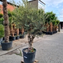 Olivenbaum "Olea Europaea" (Nr.27) 54cm Stammu....