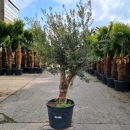 Olivenbaum "Olea Europaea" (Nr.29) 44cm Stammu....