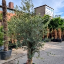 Olivenbaum "Olea Europaea" (Nr.29) 44cm Stammu. Verzweigt +/-220cm