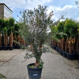 Olivenbaum "Olea Europaea" (Nr.30) 51cm Stammu. Verzweigt +/-220cm