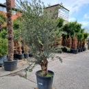 Olivenbaum "Olea Europaea" (Nr.30) 51cm Stammu....