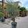 Olivenbaum "Olea Europaea" (Nr.30) 51cm Stammu. Verzweigt +/-220cm