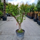 Granatapfelbaum "Punica Granatum" (Nr. 14) 38cm Stammu. 160cm hoch