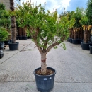 Granatapfelbaum "Punica Granatum" (Nr. 15) 48cm...