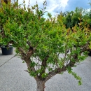 Granatapfelbaum "Punica Granatum" (Nr. 15) 48cm Stammu. 180cm hoch