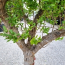 Granatapfelbaum "Punica Granatum" (Nr. 15) 48cm Stammu. 180cm hoch