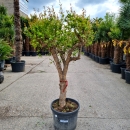 Granatapfelbaum "Punica Granatum" (Nr. 16) 38cm Stammu. 180cm hoch