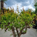 Granatapfelbaum "Punica Granatum" (Nr. 16) 38cm Stammu. 180cm hoch