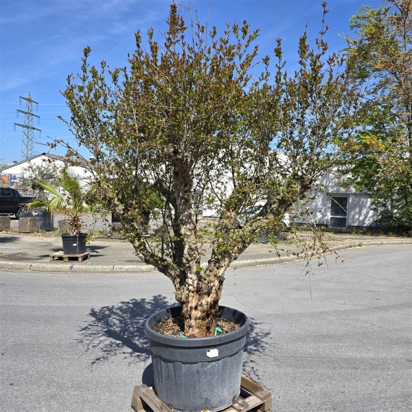 Granatapfelbaum "Punica Granatum" (Nr.1) 80cm Stammu. - 240cm hoch