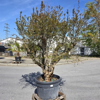 Granatapfelbaum "Punica Granatum" (Nr.1) 80cm Stammu. - 240cm hoch