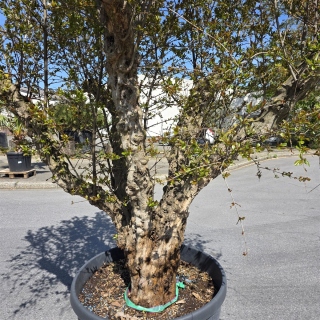 Granatapfelbaum "Punica Granatum" (Nr.1) 80cm Stammu. - 240cm hoch