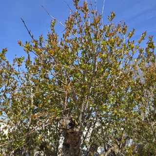 Granatapfelbaum "Punica Granatum" (Nr.1) 80cm Stammu. - 240cm hoch