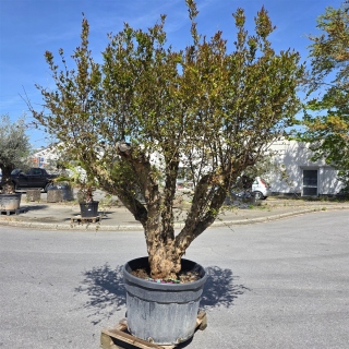 Granatapfelbaum "Punica Granatum" (Nr.1) 80cm Stammu. - 240cm hoch
