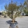 Granatapfelbaum "Punica Granatum" (Nr.1) 80cm Stammu. - 240cm hoch
