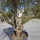 Granatapfelbaum "Punica Granatum" (Nr.1) 80cm Stammu. - 240cm hoch