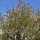 Granatapfelbaum "Punica Granatum" (Nr.1) 80cm Stammu. - 240cm hoch