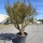 Granatapfelbaum "Punica Granatum" (Nr.1) 80cm Stammu. - 240cm hoch