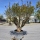 Granatapfelbaum "Punica Granatum" (Nr.1) 80cm Stammu. - 240cm hoch