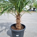 Hanfpalme "Trachycarpus Fortunei" +/-40cm Stamm...