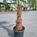 Hanfpalme "Trachycarpus Fortunei" 80cm Stamm (Nr.1)