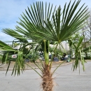 Hanfpalme "Trachycarpus Fortunei" 80cm Stamm (Nr.1)
