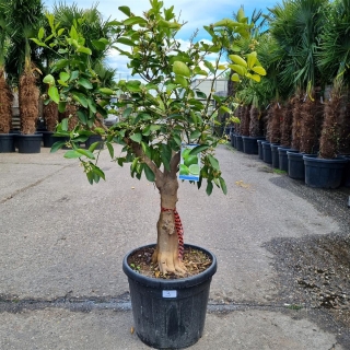 Limettenbaum "Citrus latifolia" (Nr.3) 35cm Stammumfang