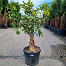 Limettenbaum "Citrus latifolia" (Nr.3) 35cm...