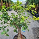 Limettenbaum "Citrus latifolia" (Nr.3) 35cm...
