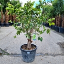 Limettenbaum "Citrus latifolia" (Nr.4) 34cm...