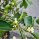 Limettenbaum "Citrus latifolia" (Nr.4) 34cm Stammumfang