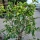 Limettenbaum "Citrus latifolia" (Nr.4) 34cm Stammumfang