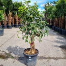Limettenbaum "Citrus latifolia" (Nr.5) 41cm...
