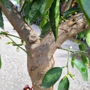 Limettenbaum "Citrus latifolia" (Nr.5) 41cm...