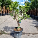 Limettenbaum "Citrus latifolia" (Nr.6) 40cm Stammumfang