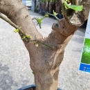 Limettenbaum "Citrus latifolia" (Nr.6) 40cm...