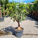 Limettenbaum "Citrus latifolia" (Nr.7) 42cm...