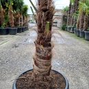 Hanfpalme "Trachycarpus Fortunei" 80cm Stamm...