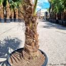 Hanfpalme "Trachycarpus Fortunei" 55cm Stamm...