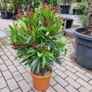 Oleander "Nerium Oleander" pink 70-80cm