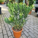 Oleander "Nerium Oleander" weiß 70-80cm