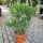 Oleander "Nerium Oleander" weiß 70-80cm