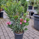 Oleander "Nerium Oleander" 3-farbig 70-80cm