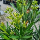 Oleander "Nerium Oleander" 3-farbig 70-80cm
