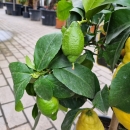 Zitronenbaum "Citrus Limon" +/-70cm