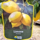 Zitronenbaum "Citrus Limon" +/-70cm