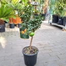 Chinotto "Citrus aurantium var. Myrtifolia"  +/-70cm