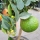 Chinotto "Citrus aurantium var. Myrtifolia"  +/-70cm