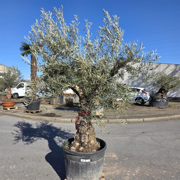 Olivenbaum "Olea Europaea" Hojiblanca (Nr. 1) 70-100cm Stammu.