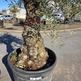 Olivenbaum "Olea Europaea" Hojiblanca (Nr. 1) 70-100cm Stammu.